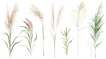 Obraz premium Watercolor illustration of various wetland grasses and reeds arranged in a row, reflected in shallow water