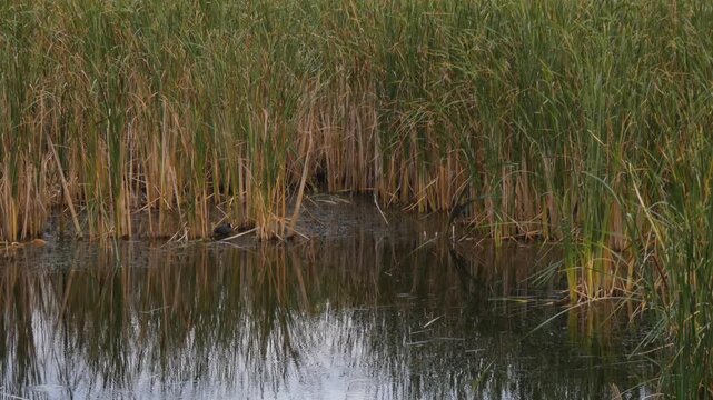Common Coot, Fulica atra, black bird standing in distant marsh water with camera tilting up, Natural lighting, Long Shot, camera tilt, Survival. Survival Instinct and Hard Work.