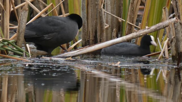 One Eurasian coot cleaning feathers while the second bird eats green algae in the swamp. Natural lighting, Medium shot, Overcast. Connection and Sustainability.