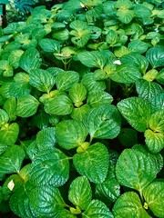 Lush Green Ground Cover Leaves Natural Texture Background