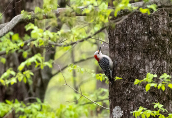 Obraz premium Red Bellied Woodpecker