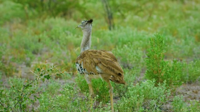Close up of a kori bustard (Ardeotis kori) Foraging in African savannah.