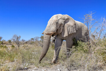 Fototapeta premium Elephant in Etosha National Park, Namibia