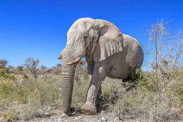 Obraz premium Elephant in Etosha National Park, Namibia