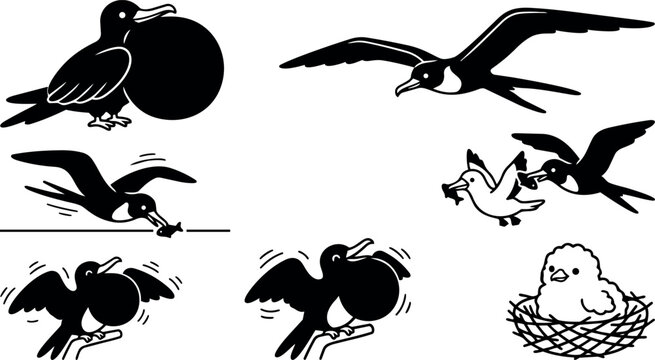 Vector flat design close up and action set of flying perched frigatebird silhouettes with inflated gular pouches and chick in nest