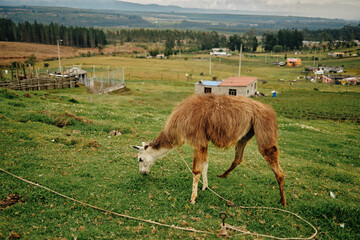 Fototapeta premium Llama grazing on green hillside in rural Andean landscape of Ecuador