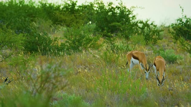 A Couple of Springbok antelopes (Antidorcas marsupialis) grazing grass in Savanah.