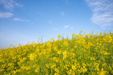 菜の花