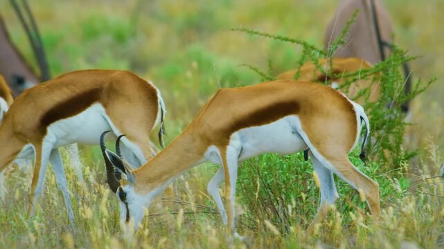 A beautiful young springbok antelope (Antidorcas marsupialis) grazing grass in Savanah.