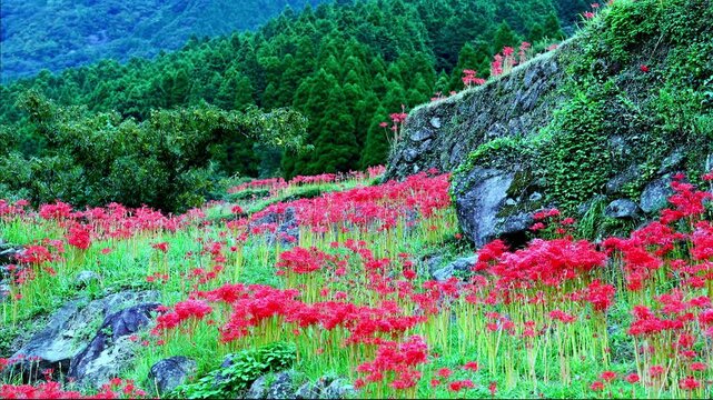 秋雨上がりの石垣に宿る彼岸花
「滴る雫、燃える赤。雨上がりだからこそ出会える、彼岸花の最も瑞々しい瞬間。」
熊本県山鹿市(番所の棚田)
Red spider lilies nestle on a stone wall after an autumn rain.