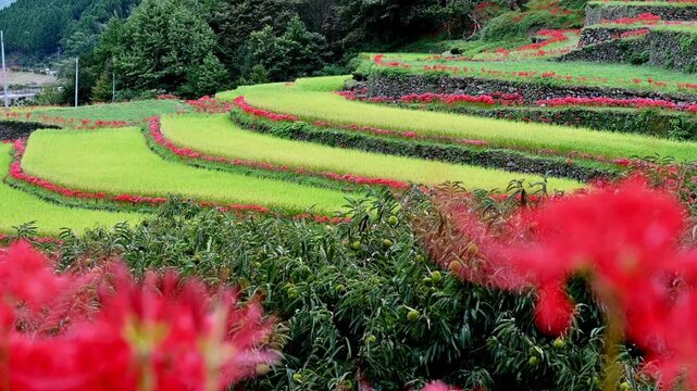 秋雨上がりの棚田風景
「重なり合う色彩。手前の赤から、奥へと続く黄金色の棚田へ。一瞬で心を奪うピントの旅。」
熊本県山鹿市(番所の棚田)
"The golden rice terraces stretching deep into the distance. A journey of instantaneous focus that will captivate you."