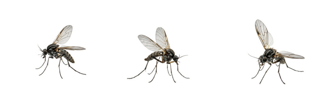 Common Gnats Sciaridae Family Species Isolated on White Background, Detailed Macro Illustration of Tiny Flying Insects for Biological Nature Study and Household Pest Control Design