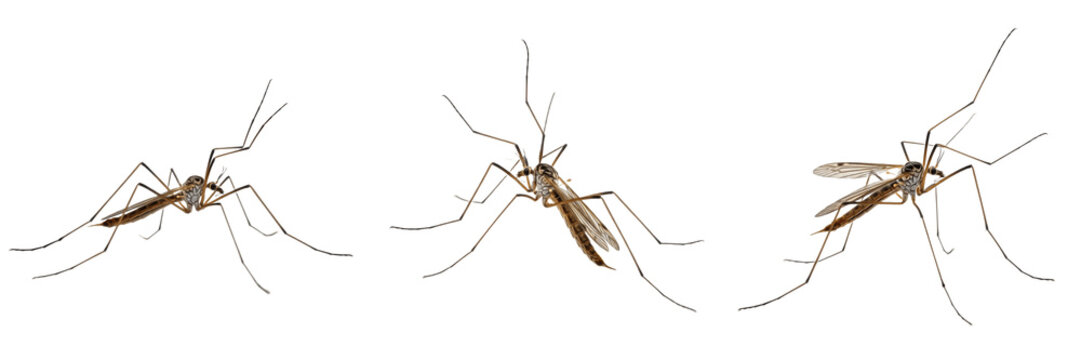 Common Mosquitoes Culex Pipiens Species Isolated on White Background, Detailed Macro Illustration of Flying Stinging Insects for Biological Nature Study and Healthcare Disease Design