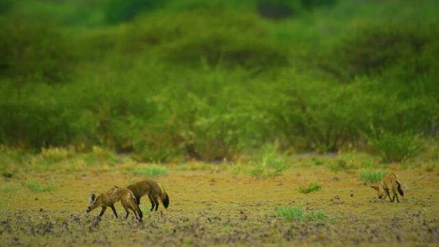 The bat-eared fox (Otocyon megalotis) is a species of fox found on the African savanna. It is the only extant species of the genus Otocyon.