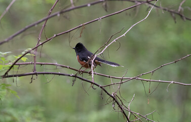 Obraz premium Eastern Towhee
