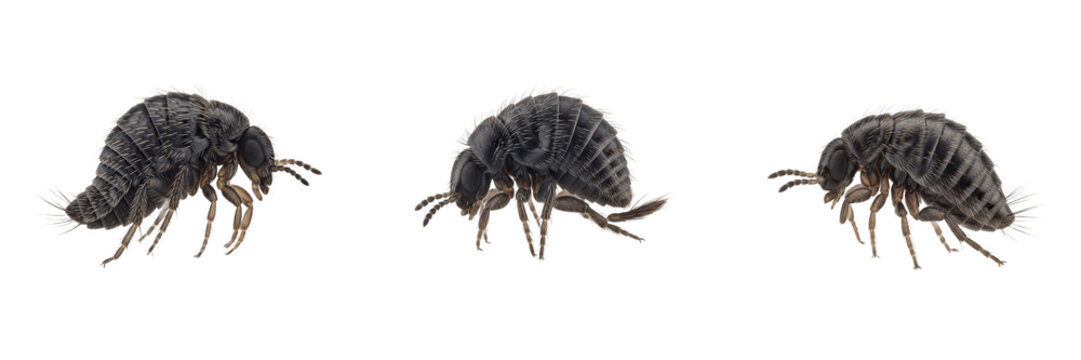 Varied Carpet Beetle Larva Anthrenus verbasci Isolated on White Background Small Household Pest Insect Macro Photography Set Triple Angle View High Quality Stock Asset Digital