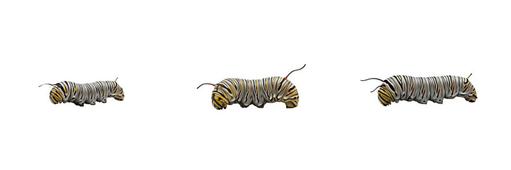 Monarch Butterfly Caterpillar Danaus plexippus Isolated on White Background Striped Yellow Black White Larva Garden Pest Insect Macro Photography Set Triple Angle View Stock © Lamine Yamal