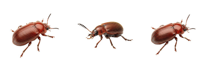 Drugstore Beetle Stegobium paniceum Isolated on White Background Small Brown Bread Grain Pest Insect Macro Photography Set Triple Angle View Storehouse Infestation © Laminey