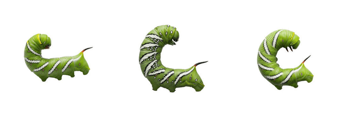 Tobacco Hornworm Manduca sexta Isolated on White Background Green Caterpillar Larva Tomato Garden Pest Insect Macro Photography Set Triple Angle View Storehouse Infestation Asset