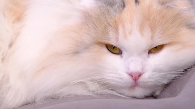 Portrait: long-haired Scottish Fold cat slow motion, irritated stare at camera, then turns away, fluffy, relatable mood, for memes, pet commercials, therapy screens, humor content