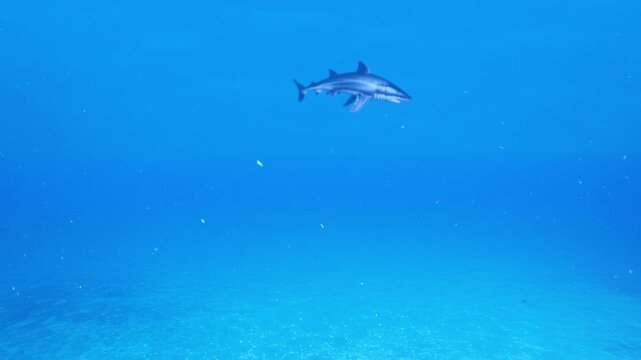 A large shark glides gracefully through the clear deep blue water of the sea. This realistic 3D render or underwater footage is perfect for nature documentaries, educational content, and marine life p
