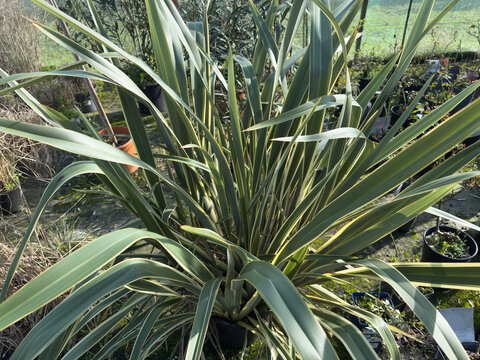 Variegated phormium plant with long sword-shaped leaves in a nursery