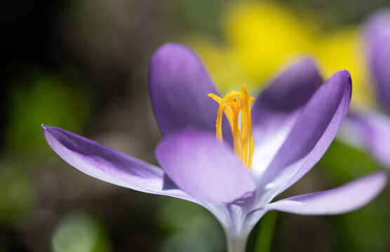 Close-up of a purple crocus blooming in spring