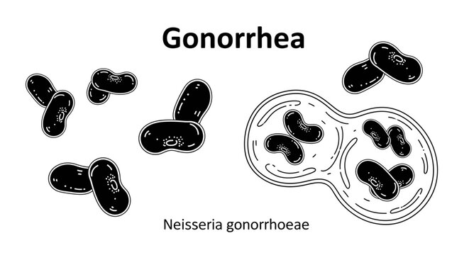 Gonorrhea bacteria (Neisseria gonorrhoeae) scientific illustration line art.