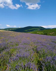 Fototapeta premium Lavender field under a blue sky