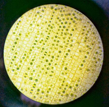 A microscopic view of mitosis in onion root tip cells. The slide allows for the identification of cells in various phases, including interphase, prophase, metaphase, anaphase, and telophase.