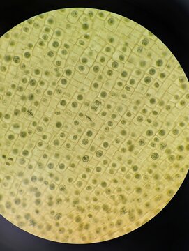 A microscopic view of mitosis in onion root tip cells. The slide allows for the identification of cells in various phases, including interphase, prophase, metaphase, anaphase, and telophase.