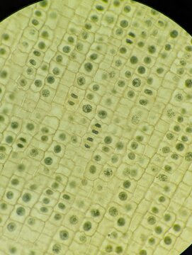 A microscopic view of mitosis in onion root tip cells. The slide allows for the identification of cells in various phases, including interphase, prophase, metaphase, anaphase, and telophase.