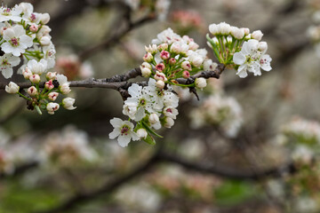 Peral de flor, Pyrus calleryana, floreciendo en primavera