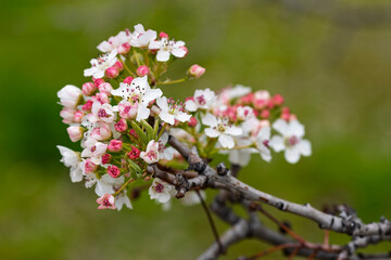Peral de flor, Pyrus calleryana, floreciendo en primavera