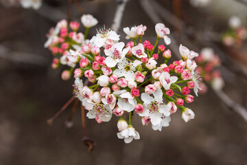 Peral de flor, Pyrus calleryana, floreciendo en primavera