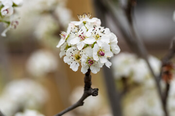 Peral de flor, Pyrus calleryana, floreciendo en primavera