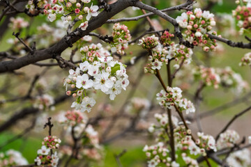 Peral de flor, Pyrus calleryana, floreciendo en primavera