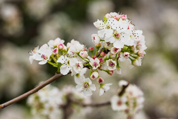 Peral de flor, Pyrus calleryana, floreciendo en primavera
