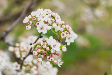 Peral de flor, Pyrus calleryana, floreciendo en primavera