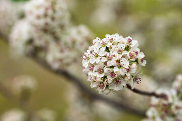 Peral de flor, Pyrus calleryana, floreciendo en primavera