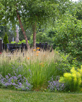 Karl Foerster reed grass and blooming purple catmint planted along a side yard easement beneath a neighbor&rsquo;s birch tree, creating a soft privacy screen and layered residential planting between yards