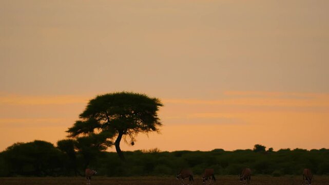 herd of Gemsbok (Oryx gazella) grazing grass at sunset time in serengeti national park of tanzania, africa. 