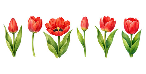 Fototapeta premium A charming watercolor collection of red tulip flowers with stems and leaves for botanical floral illustrations and spring garden design.