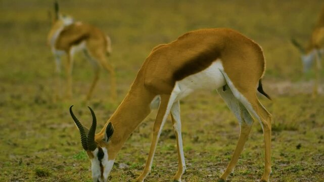 Male Thompson`s gazelle grazing in green grass of Ngorongoro Crater in Tanzania.