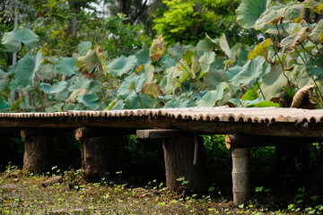 Obraz premium Rustic bamboo walkway bridge over water with lush green lotus leaves in the background