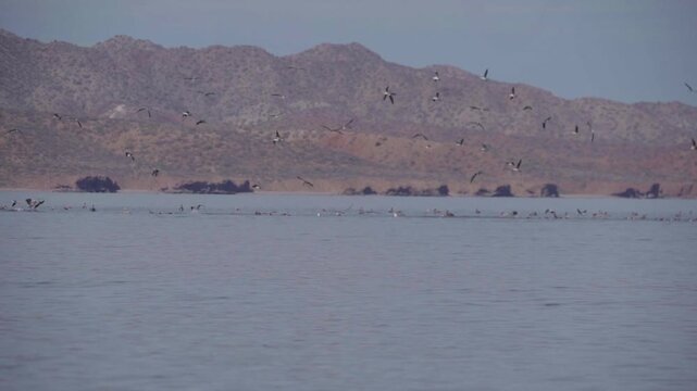 Feeding frenzy birds slow motion 