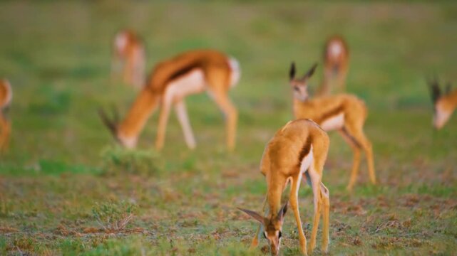 Gazelles grazing in Ruana national park in ngorongoro of Tanzania, africa. 
