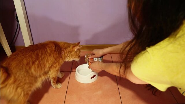A cute, bright orange Maine Coon cat eating a delicious beef breakfast from a white plate in his home kitchen, smacking, slurping, chaws appetizingly.  Natural feeding sound with owner voice