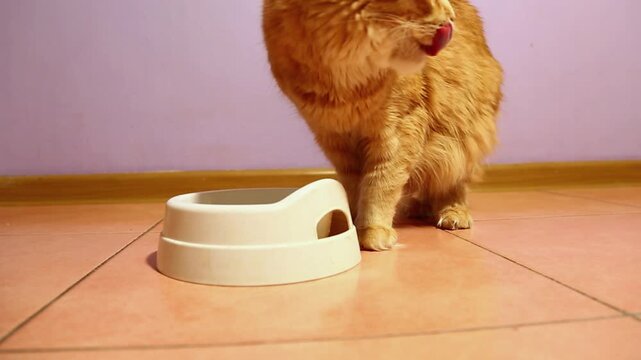 A cute, bright orange Maine Coon cat eating a delicious beef breakfast from a white plate in his home kitchen, smacking, slurping, chaws appetizingly.  Natural feeding sound with owner voice