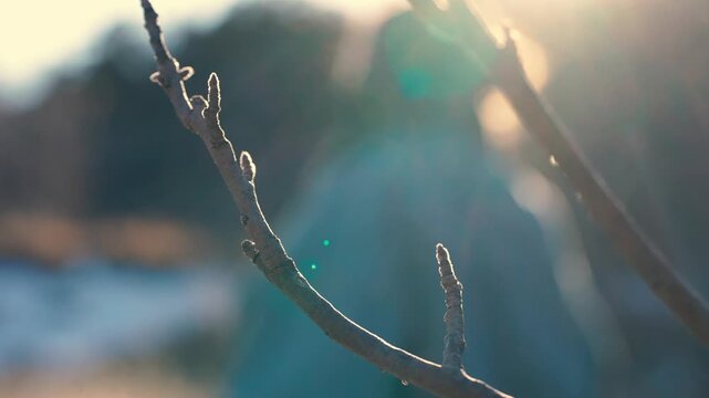 Tree branches budding in the spring